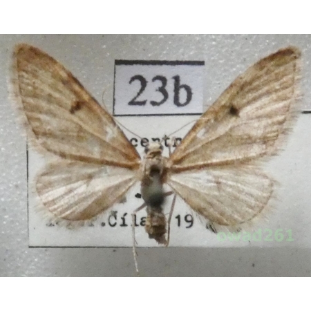 Eupithecia indigata (Hübner, 1813) Czech23b